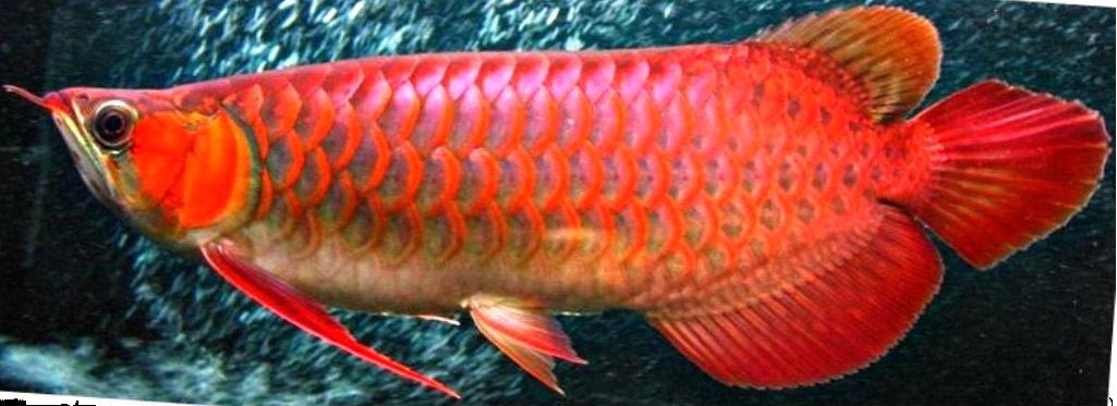 Super-Red-Arowana