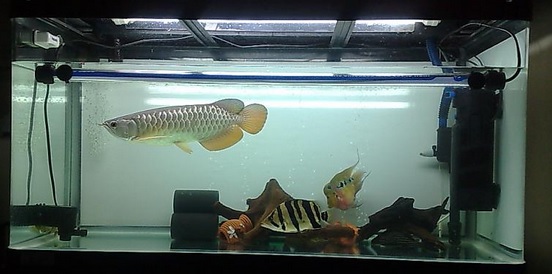 arowana fish tank