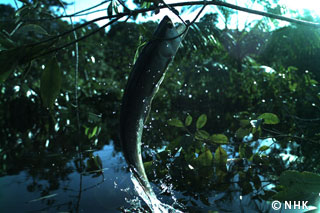 arowana image