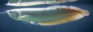 arowana silver species