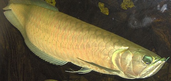 arowana