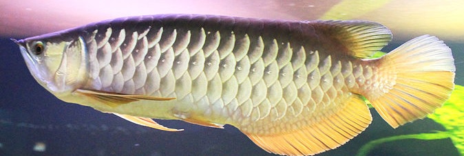 asian arowana