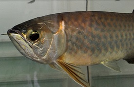 silver arowana